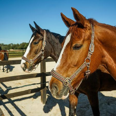 Vmg Horse Ranch (Adults Only) Vila Llucmajor  Exterior foto