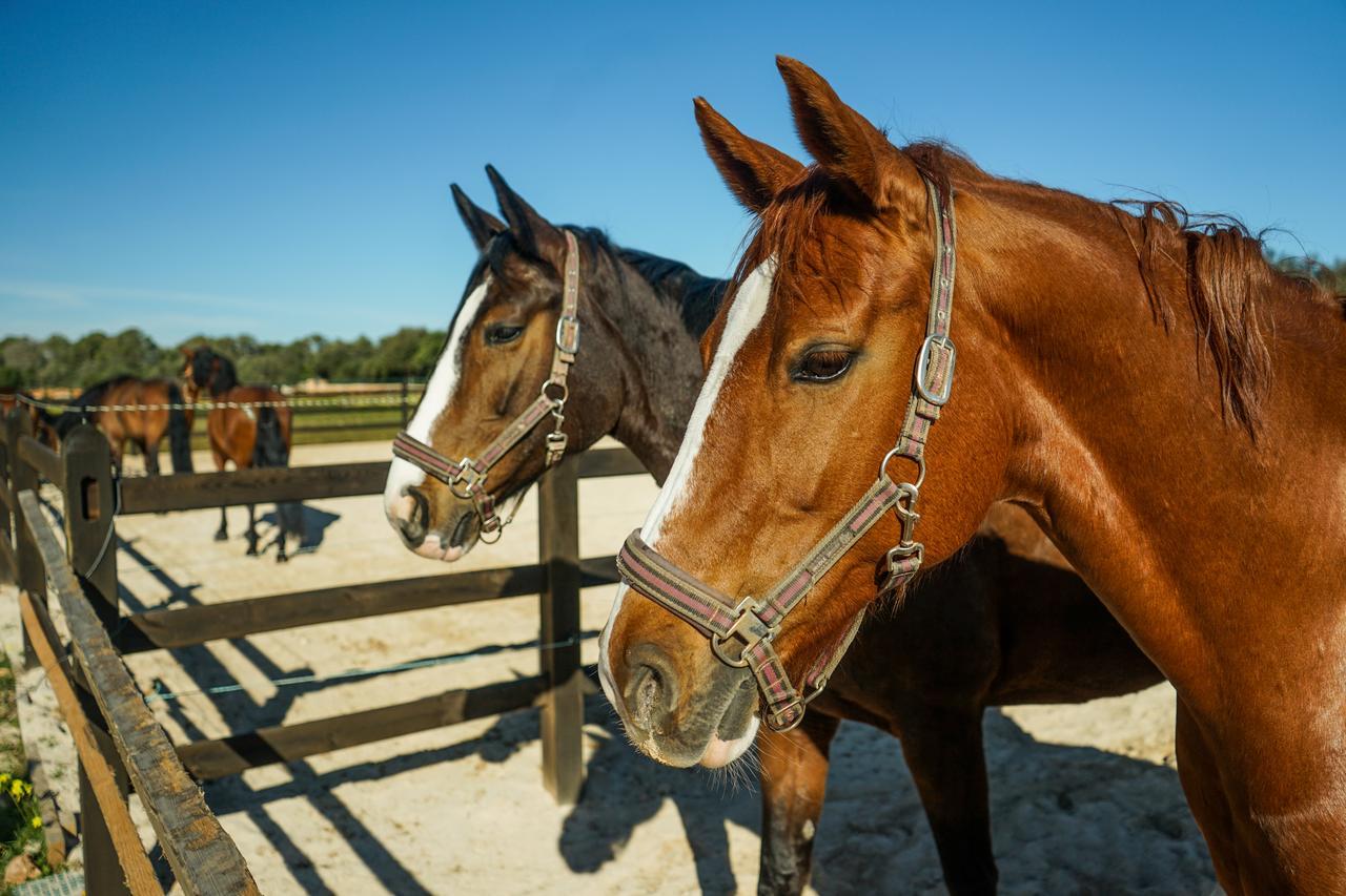 Vmg Horse Ranch (Adults Only) Vila Llucmajor  Exterior foto